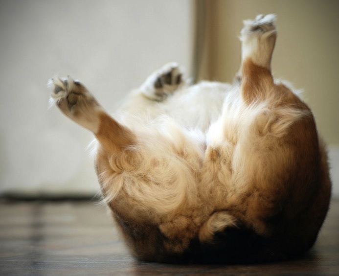 pienso para perros con tendencia a la obesidad
