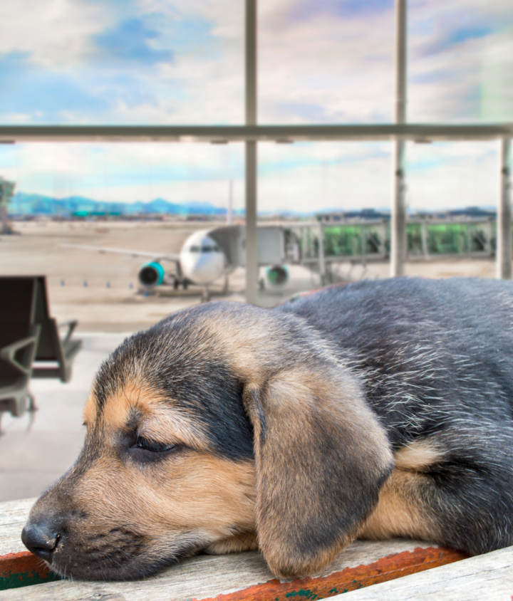 Cómo viajar con perro en avión