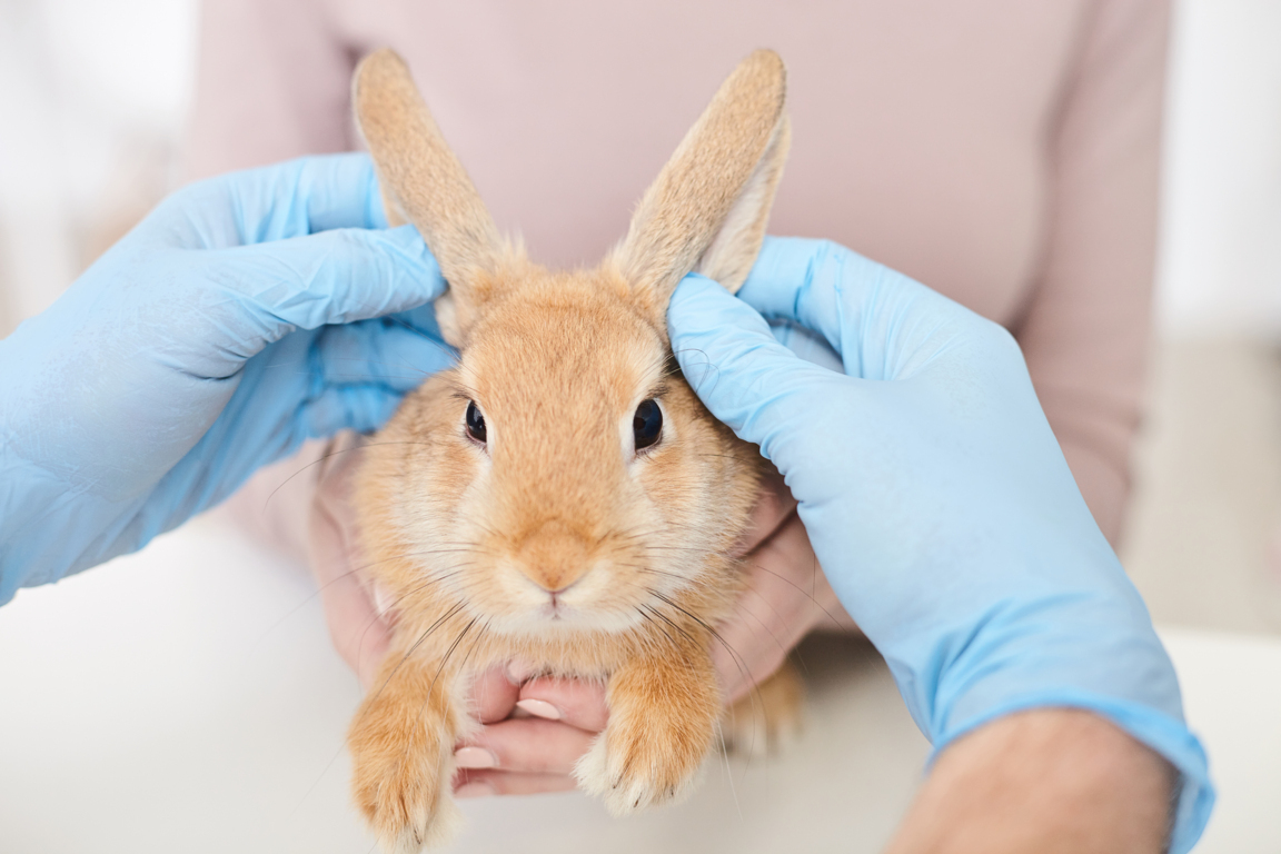 de conejos: Las comunes y síntomas