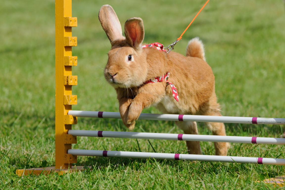 El ejercicio en los cuidados de un conejo