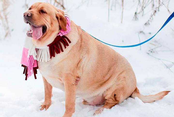 mi-perro-esta-gordito-como-saber-si-es-obeso