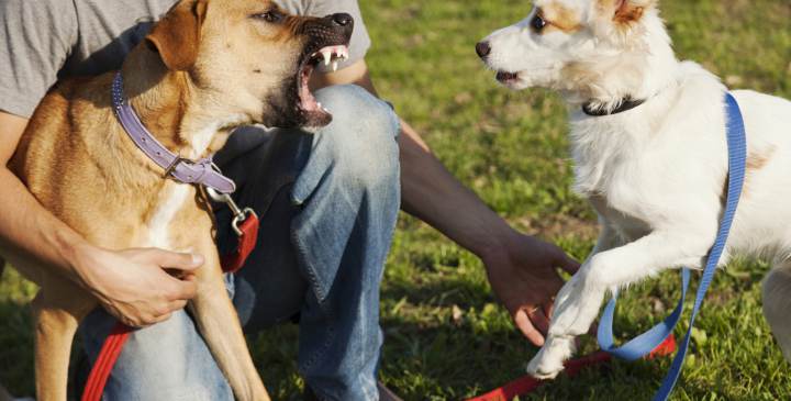 Los mensajes de un perro cuando ladra