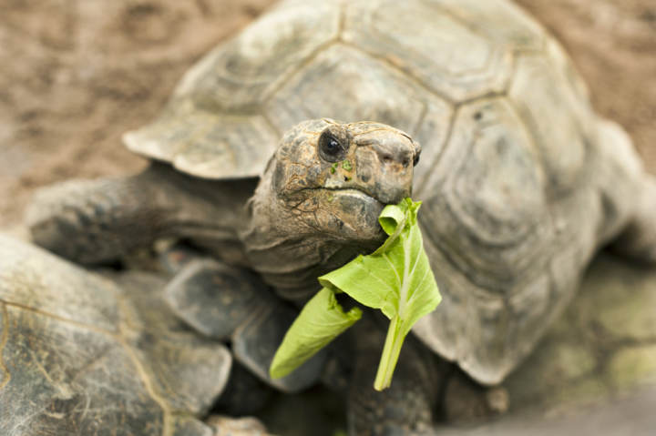 qué comen las tortugas de tierra