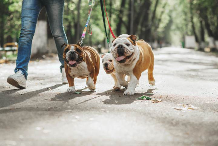 Las razas de perros con tendencia a la obesidad