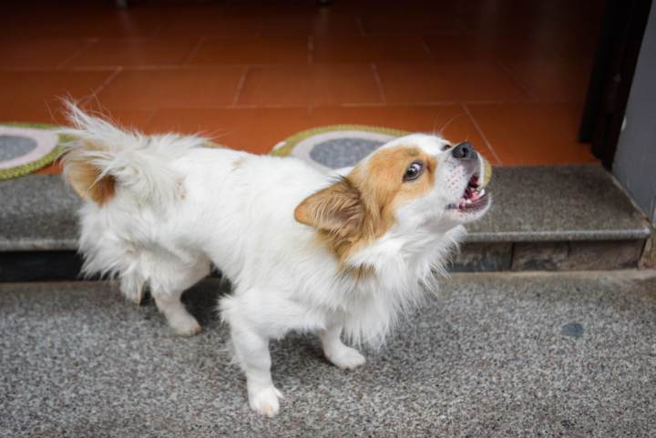 Los mensajes de un perro cuando ladra