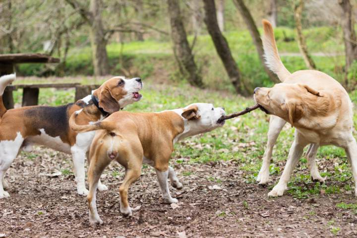 Los mensajes de un perro cuando ladra