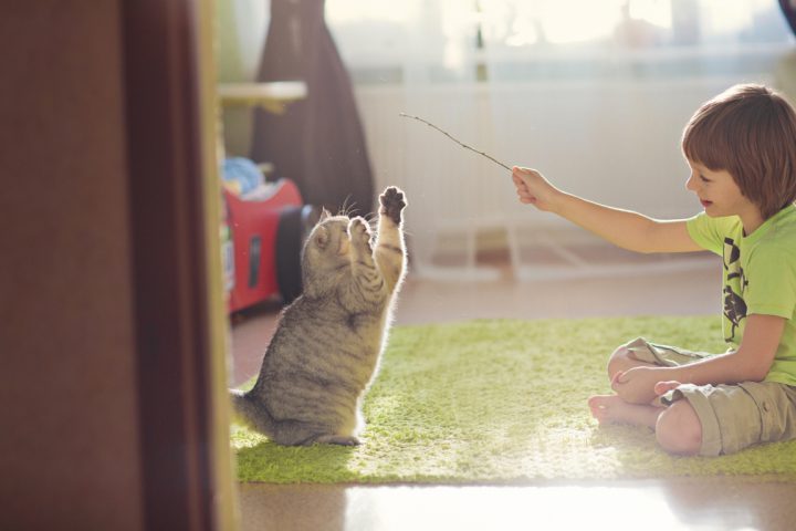 Cómo jugar con un gato