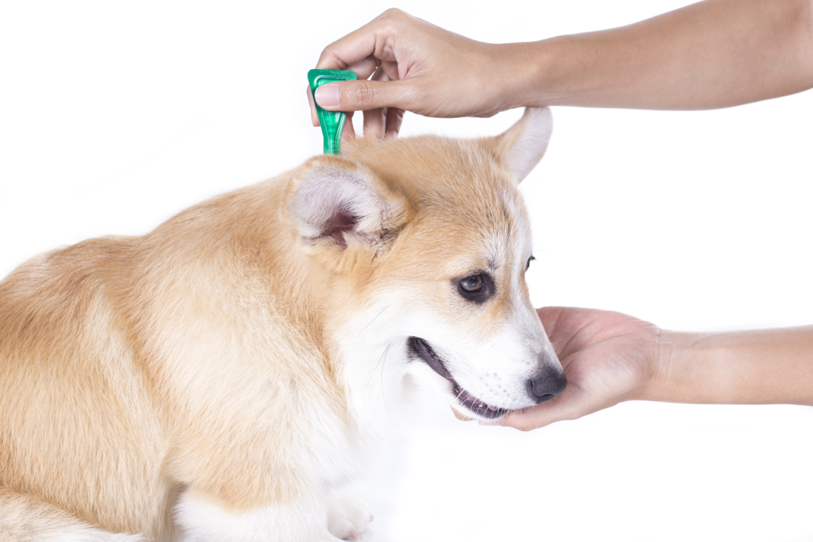 franja Cirugía Tratamiento Pipeta antipulgas para cachorros, lo que debes tener en cuenta - Consejos  Miscota