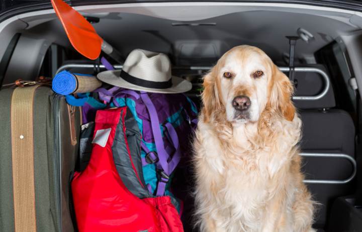 Viajar con perros