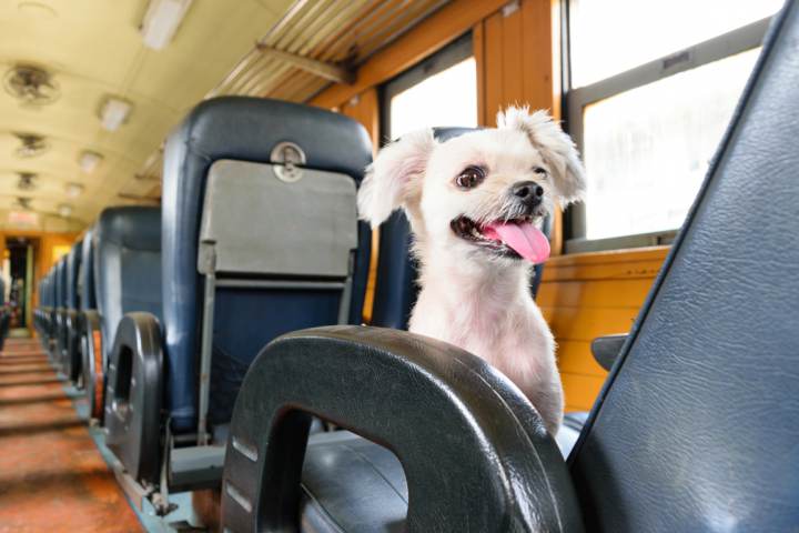 Viajar con perro en tren