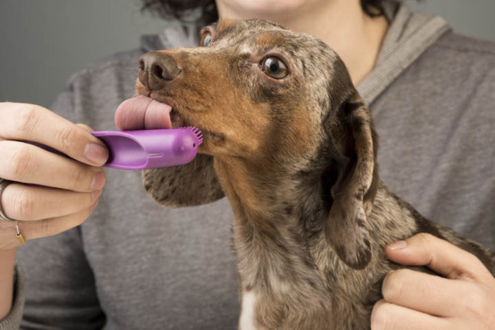 Cepillar los dientes del perro