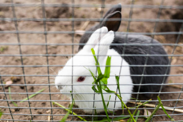 parque metálico para conejos
