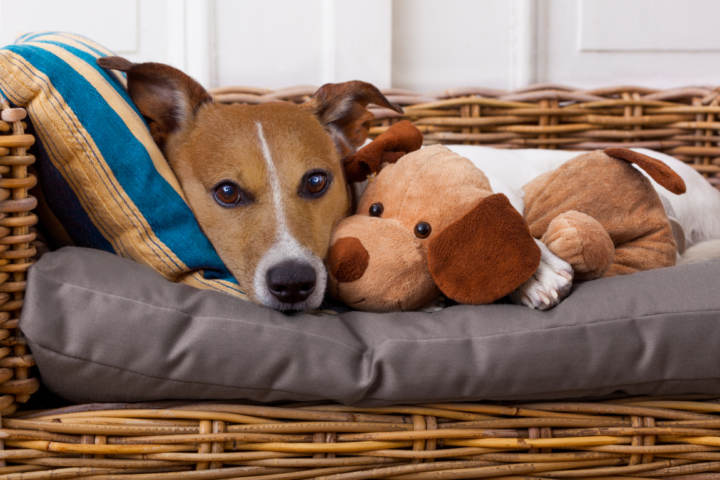 Persona responsable La Internet paralelo Cómo elegir camas para perros destructores
