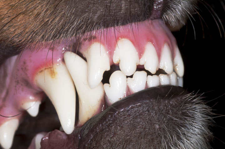 Rey Lear humedad Apariencia Cómo quitar el sarro de los dientes en perros