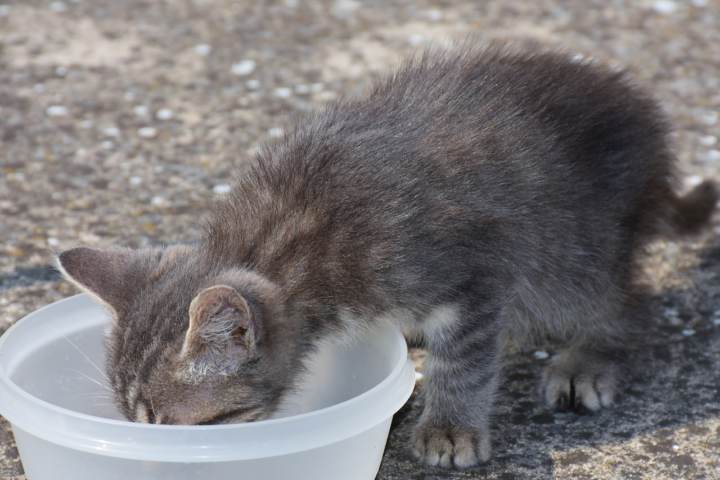 Cuánto come gato - Consejos Miscota