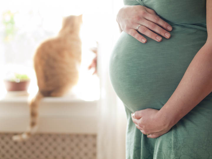 Los gatos durante el embarazo