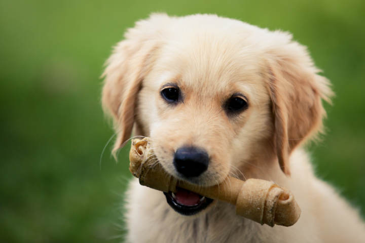 Qué tipo de juguetes para perros necesita un cachorro - Consejos