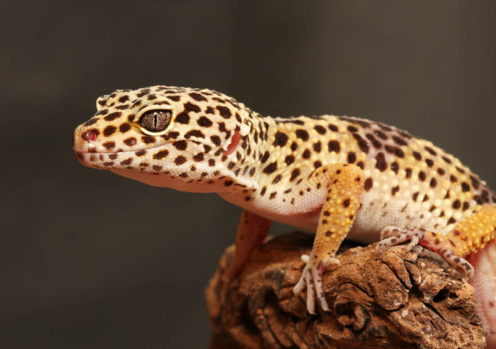 Cómo alimentar un gecko leopardo