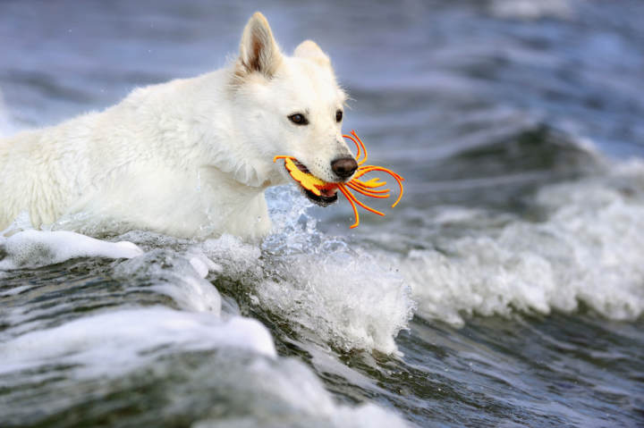 juguetes acuáticos para perros