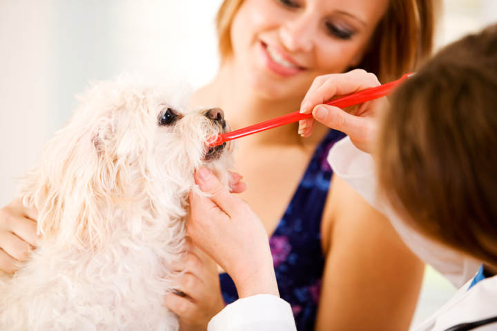 higiene dental en perros pequeños
