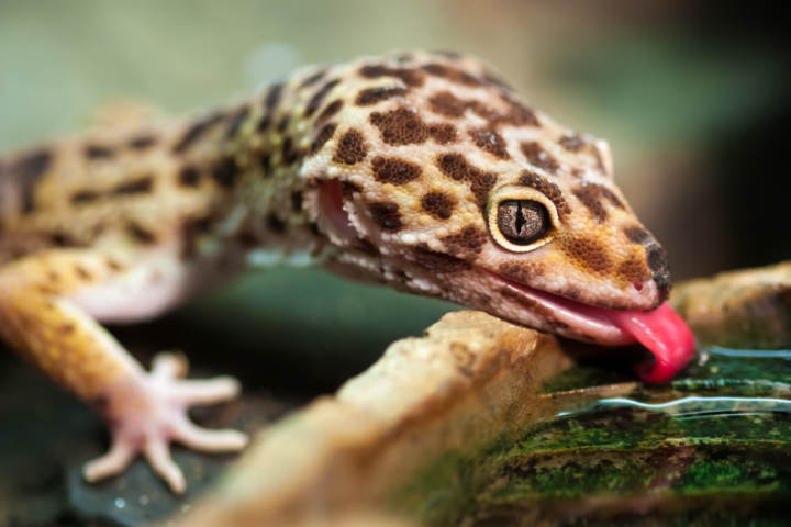 Cuánta agua dar a un gecko