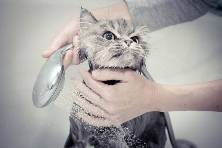 productos de higiene para gatos