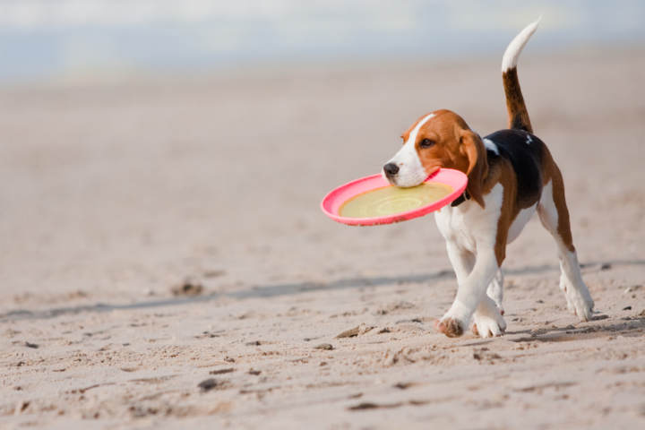Entrenamiento y deporte con perros: el disc dog