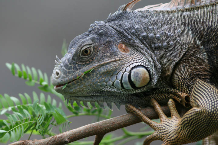 Cuánto debe comer una iguana