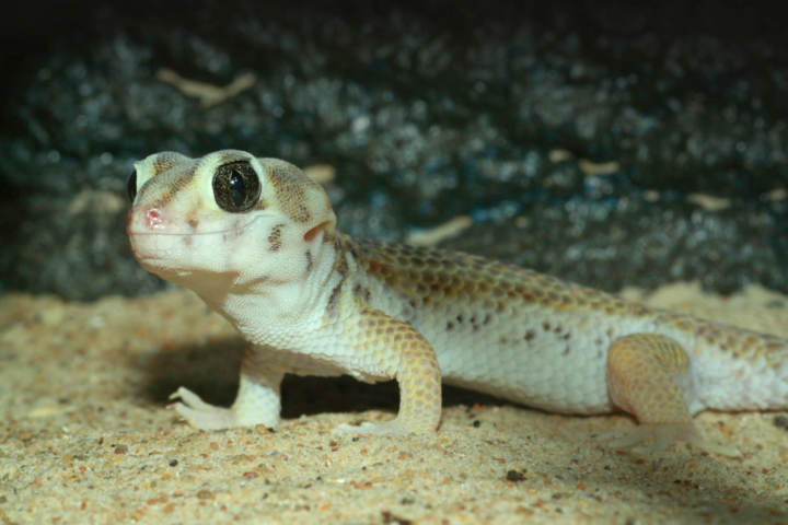 Cuánto come un Gecko bebé