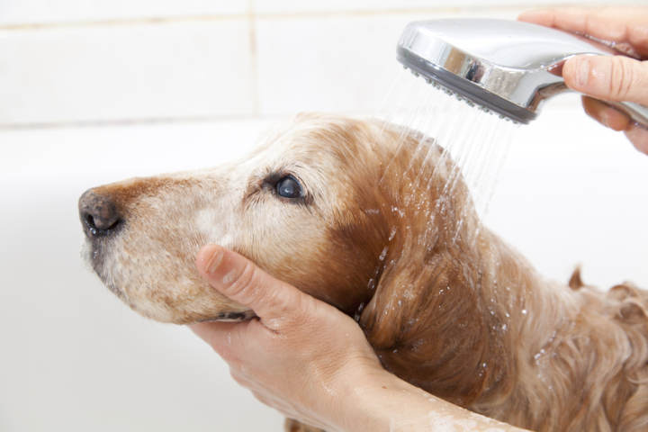 Cuándo se puede bañar un cachorro