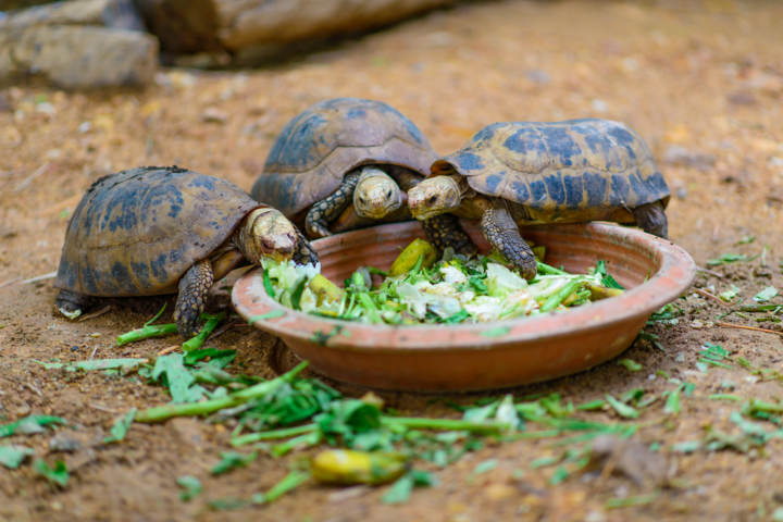 Cada cuánto limpiar el terrario de una tortuga