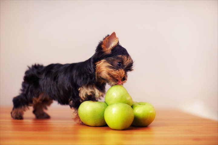 10 frutas y verduras recomendadas para perros
