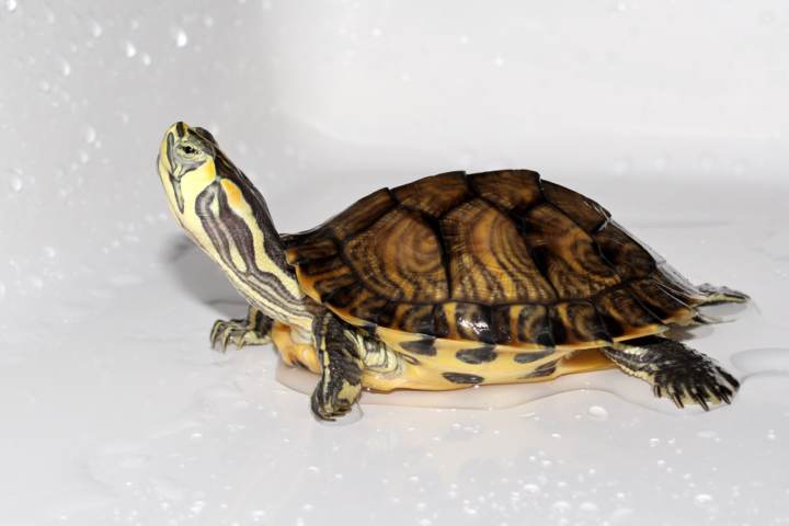 Cómo limpiar el acuario de una tortuga de agua