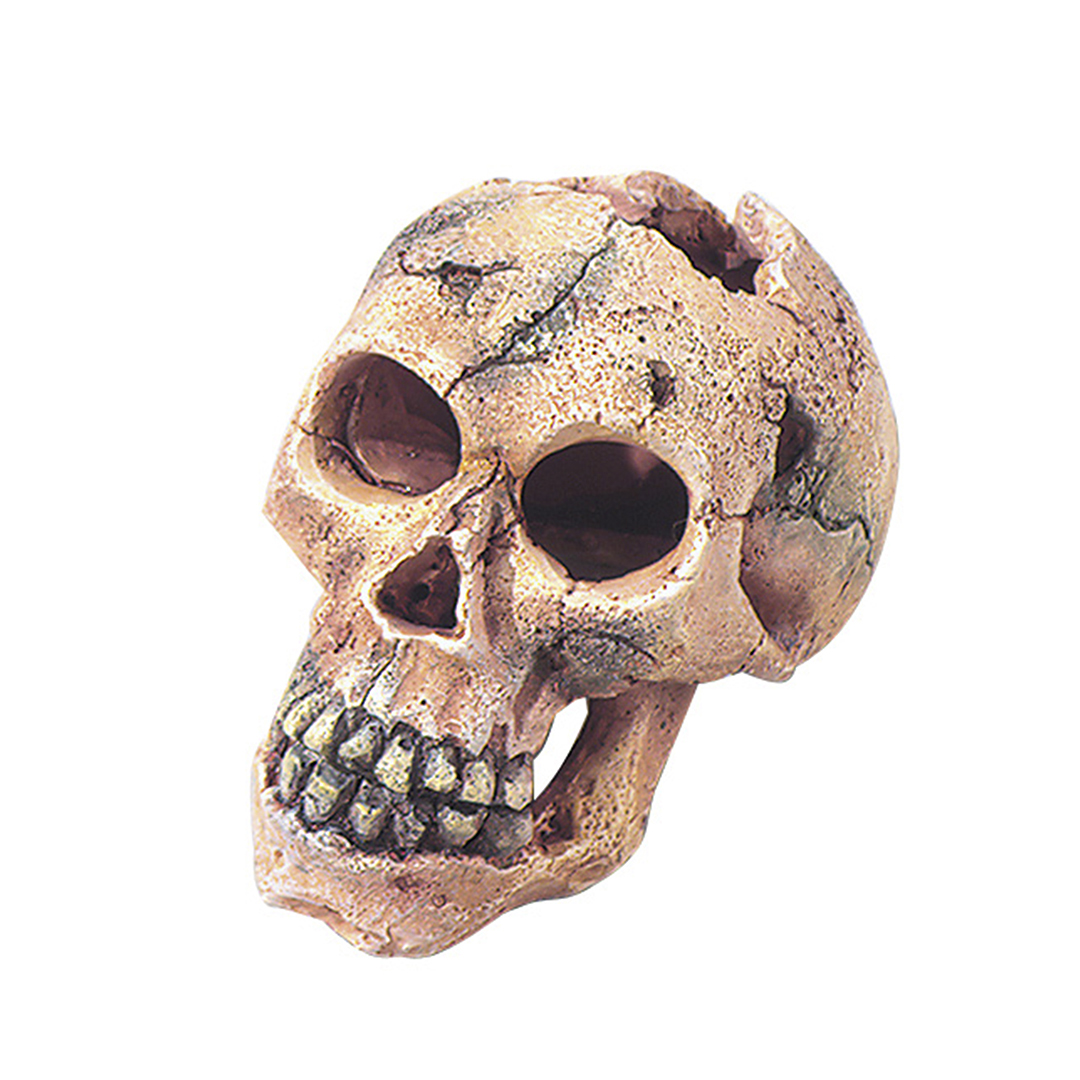 Europet Decoratieve Menselijke Schedel 11 cm