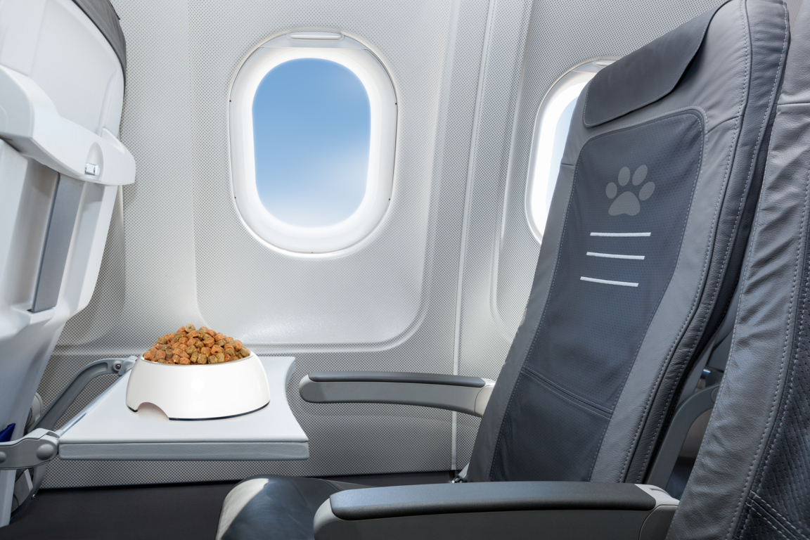 Cómo viajar con perro en avión