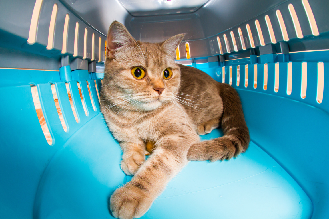 cómo meter un gato en el transportín