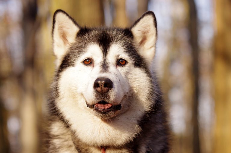 Cómo alimentar a un Husky Siberiano Cómo alimentar a un Husky Siberiano