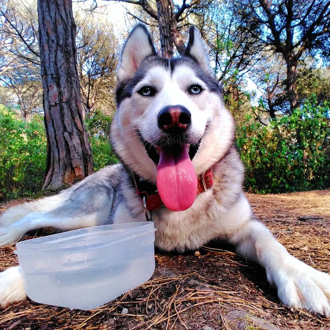 cómo cuidar adecuadamente a un husky.