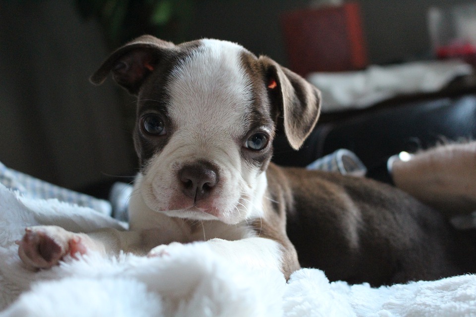 son los boston terriers perros nerviosos