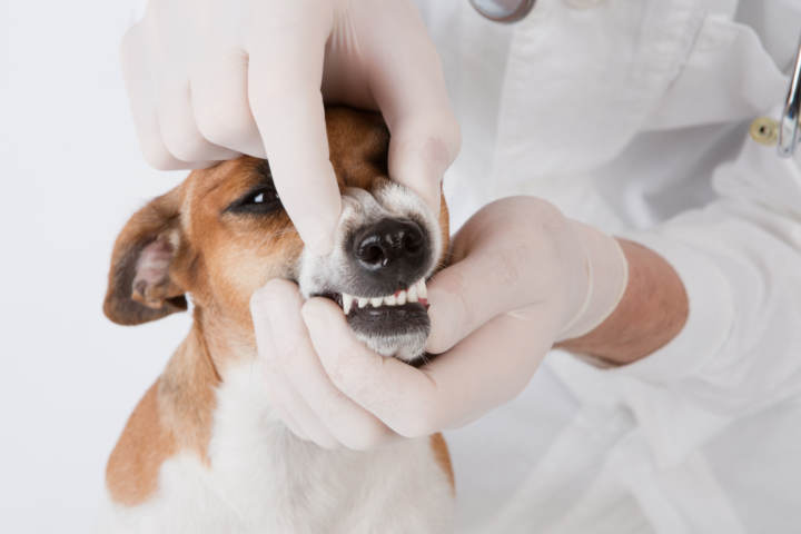 Cepillar los dientes al perro