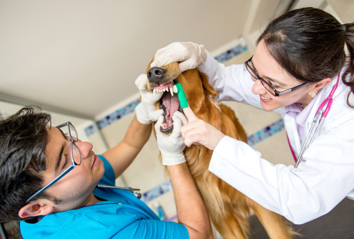 Cómo quitar el sarro de los dientes en perros