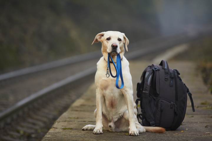 Viajar con perro en tren