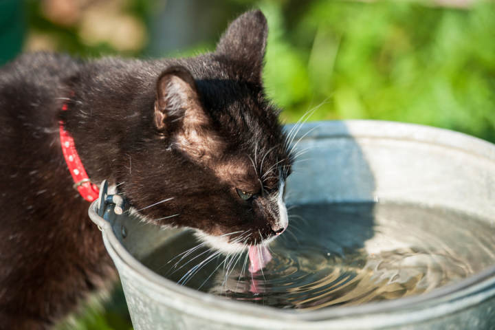 camas para gatos