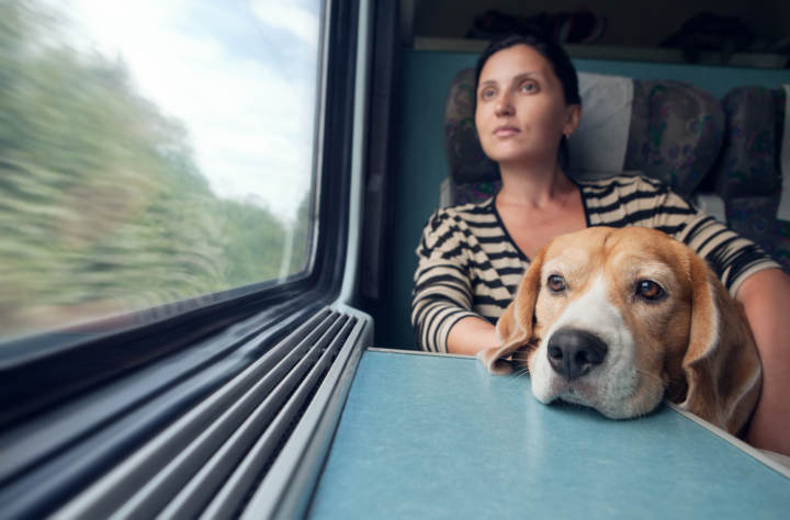 Cómo viajar con un perro
