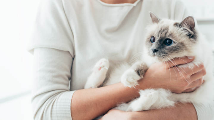 Por qué ronronean los gatos