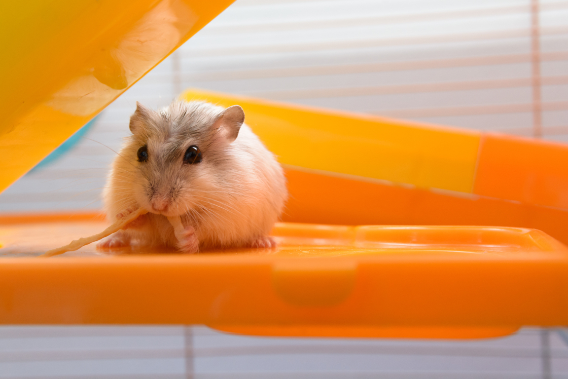 Esperanza De Vida De Un Hamster