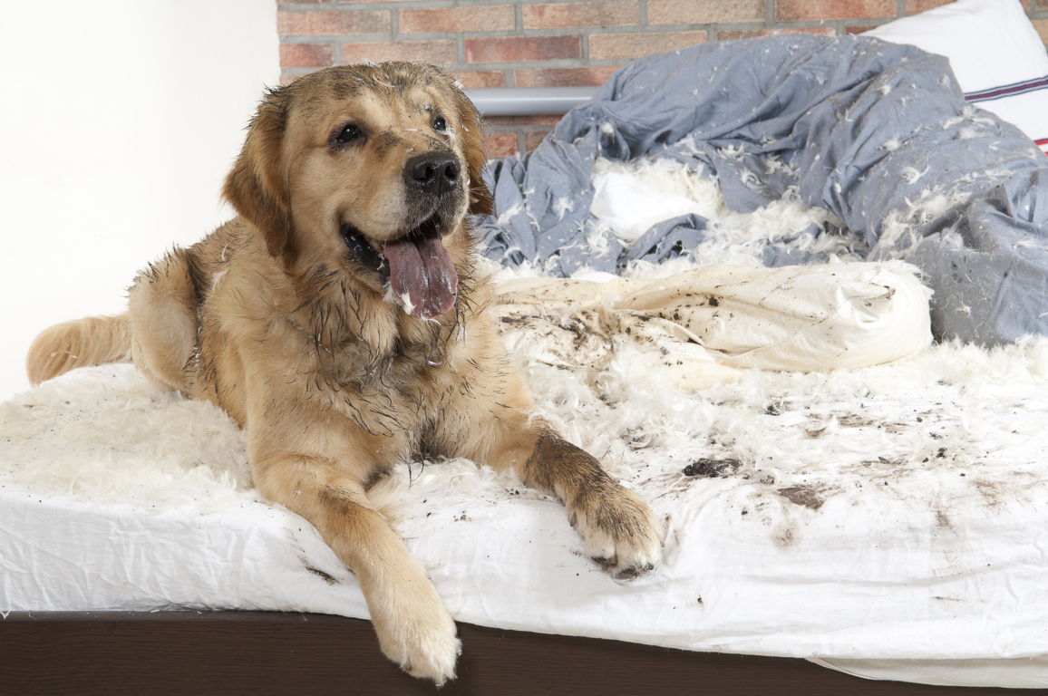 Persona responsable La Internet paralelo Cómo elegir camas para perros destructores