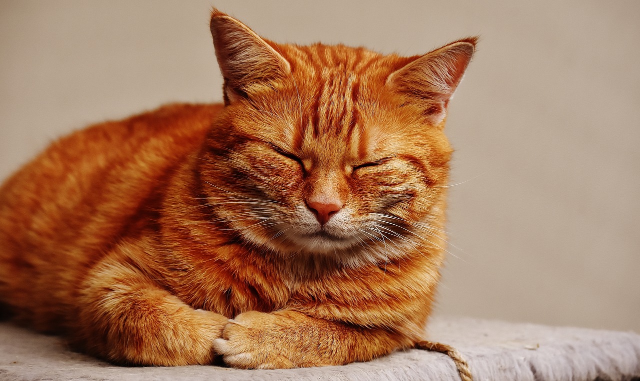 Cuánto duerme gato - Consejos Miscota