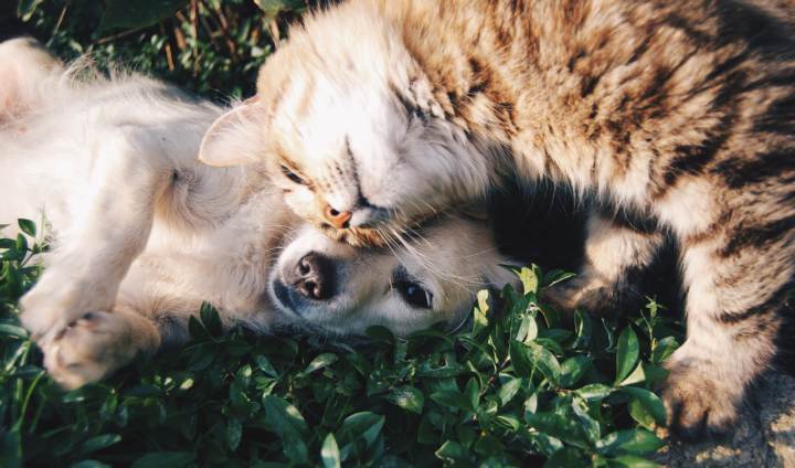 razas de gatos más cariñosos