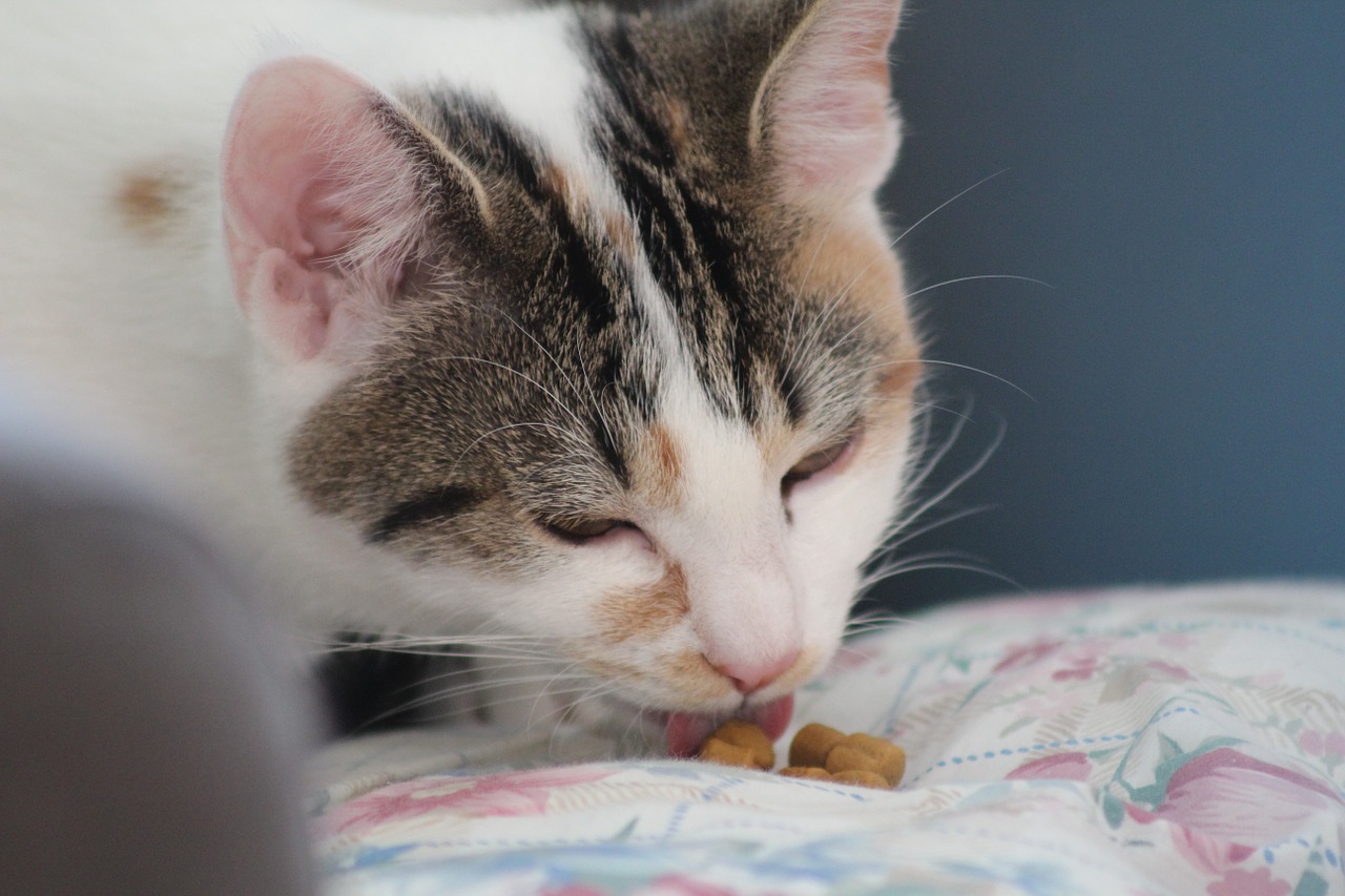 Alimentos con vitamina C para gatos
